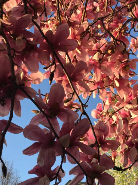 istock saucer magnolia tulip tree 938307556