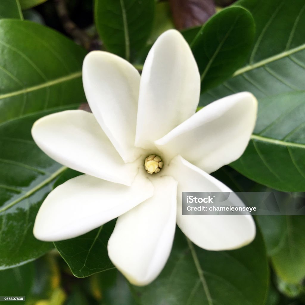 Tiare Maori The National Flower Of The Cook Islands Stock Photo - Download  Image Now - iStock