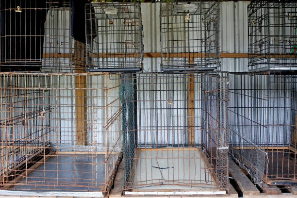 leere metallkäfige im tierheim - birdcage stock-fotos und bilder
