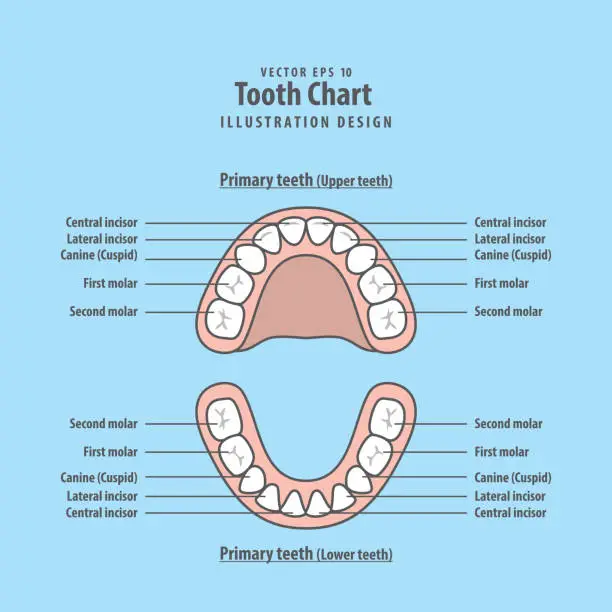 Vector illustration of Tooth Chart Primary teeth illustration vector on blue background. Dental concept.