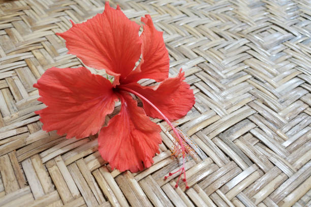 Red Hibiscus rosa-sinensis flowering plants on a weaved mat in Rarotonga, Cook Islands. Nature background. Copy space