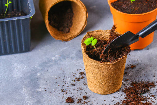 istock Transplanting, planting, sprinkling seedlings on a gray concrete background. 938314074