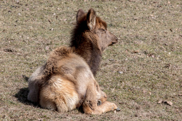 istock Elk in Elk Country Pennsylvania 938314110