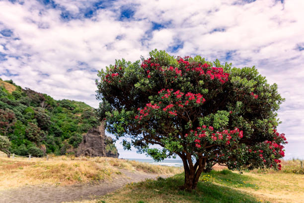 istock Beatiful blossom of Pohutukawa tree on Piha Beach 938314494