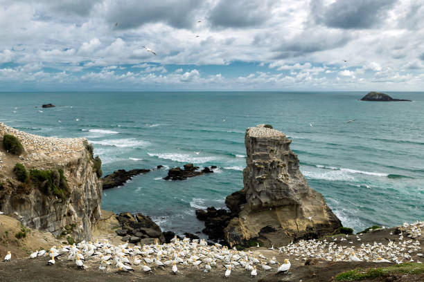 istock Birds nesting and flying at Muriwai Beach 938314512