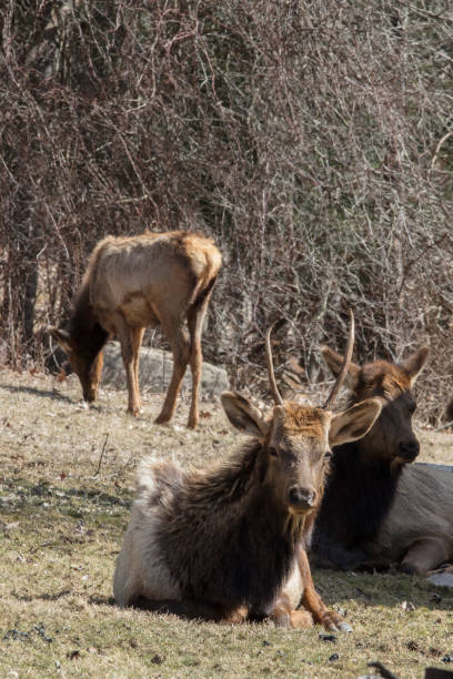 istock Elk in Elk Country Pennsylvania 938317036