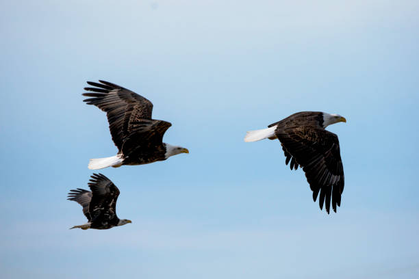 istock Flight of the Eagle Family 938323216