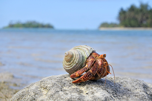 Hermit crab sit on a rock against Muri lagoon Rarotonga, Cook Islands. Copy space