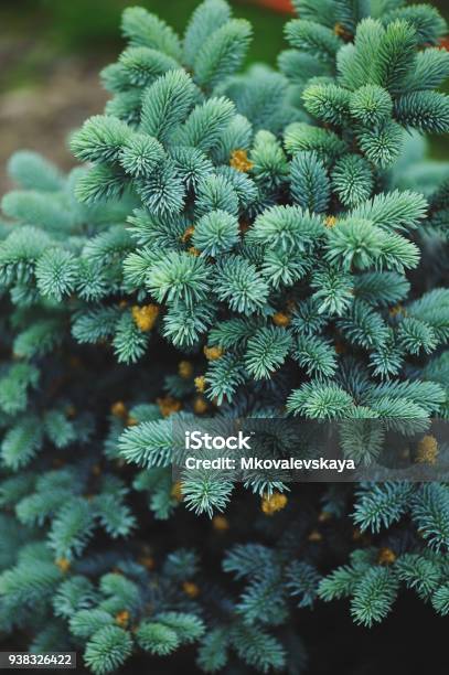 Picea Pungens Glauca Globosa In The Garden Dwarf Blue Conifer Stock Photo - Download Image Now
