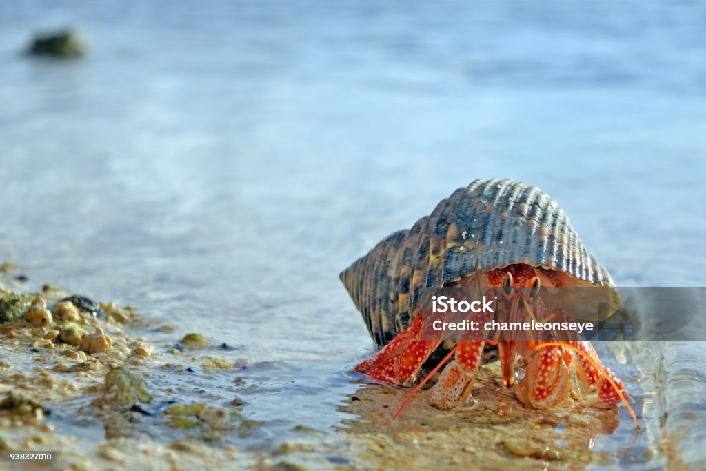 Hermit crab walks on sandy beach Hermit crab walks on sandy beach in Rarotonga, Cook Islands. Copy space Hermit Crab Stock Photo