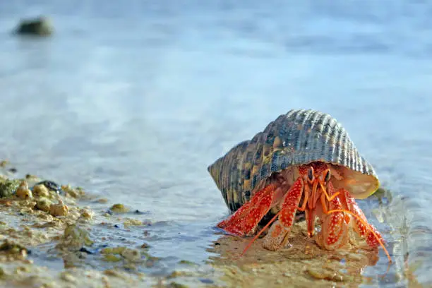 Hermit crab walks on sandy beach in Rarotonga, Cook Islands. Copy space