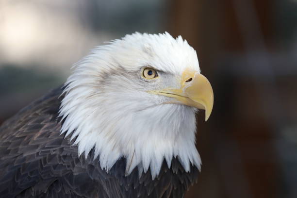 istock Close up Photo of Majestic Bald Eagle 938327178