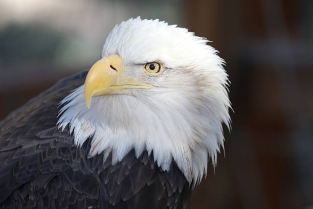 istock Close up Photo of Majestic Bald Eagle 938327196