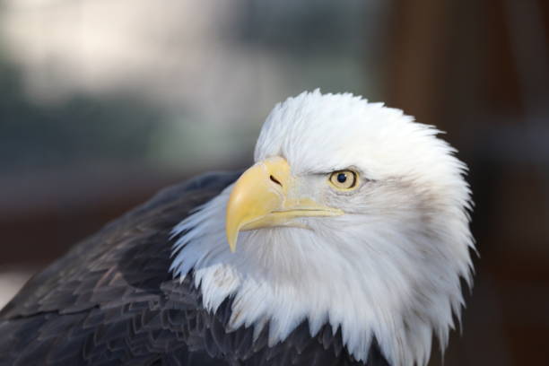 istock Close up Photo of Majestic Bald Eagle 938327324
