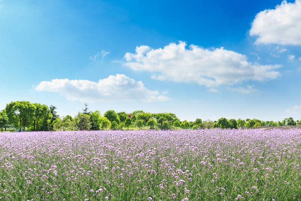istock lavender flowers and trees in nature park 938329742