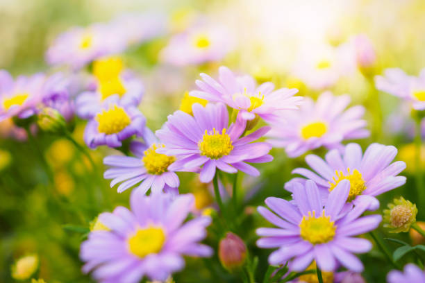 istock Beautiful daisy flowers on green meadow 938335618