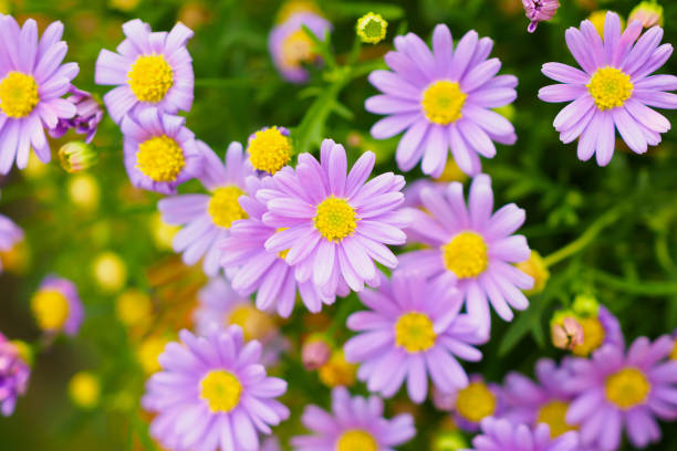 istock Beautiful daisy flowers on green meadow 938335624