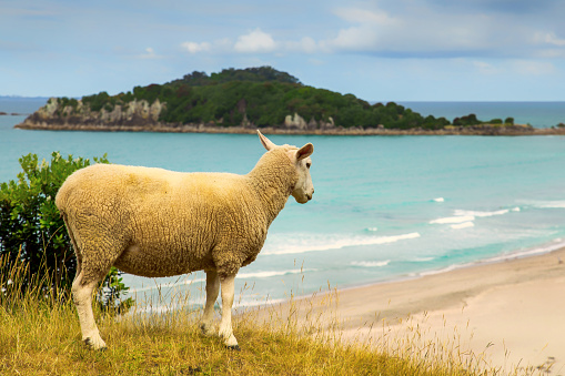 New Zealand sheep on the beach with turquoise water in Mount Maunganui, New Zealand