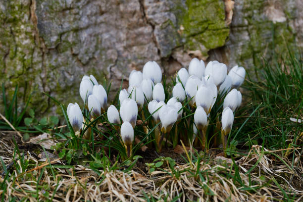 os açafrões fechem em um dia ensolarado de primavera (crocus vernus) - 5412 - fotografias e filmes do acervo