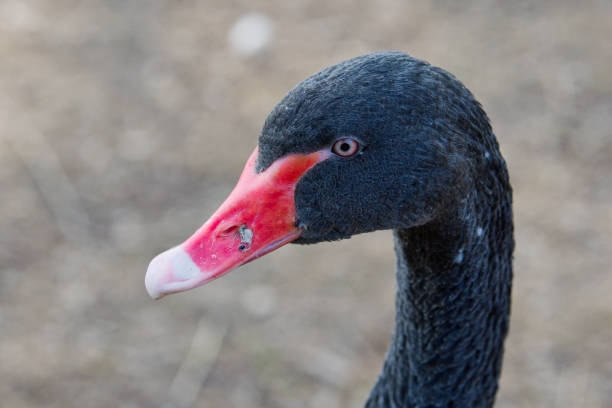 istock Portrait of black swan (Cygnus atratus) 938337108