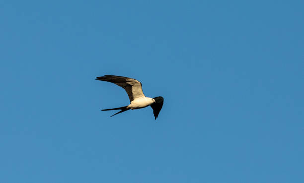 istock Swallow-tailed kite collects Spanish moss 938340346