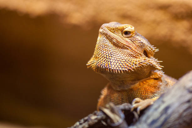 istock A portrait of a central bearded bartagame 938340372