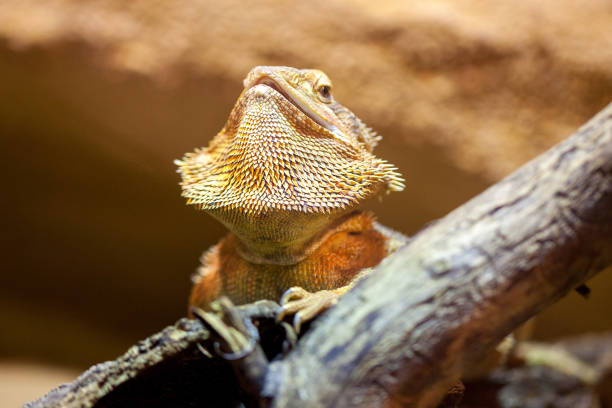 istock A portrait of a central bearded bartagame 938340380