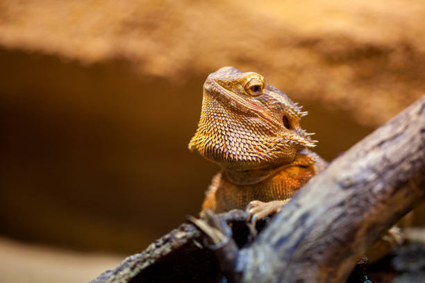 istock A portrait of a central bearded bartagame 938340390