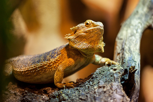 A portrait of a central bearded bartagame