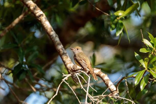 istock Great crested flycatcher bird Myiarchus crinitus 938342796