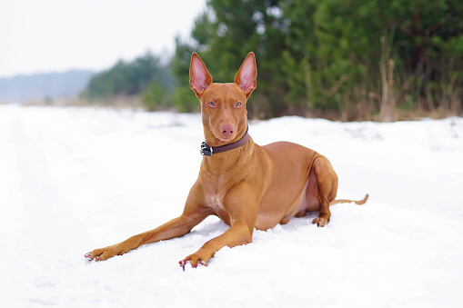 Adorable Pharaoh hound with a leather collar lying down on a snow in winter