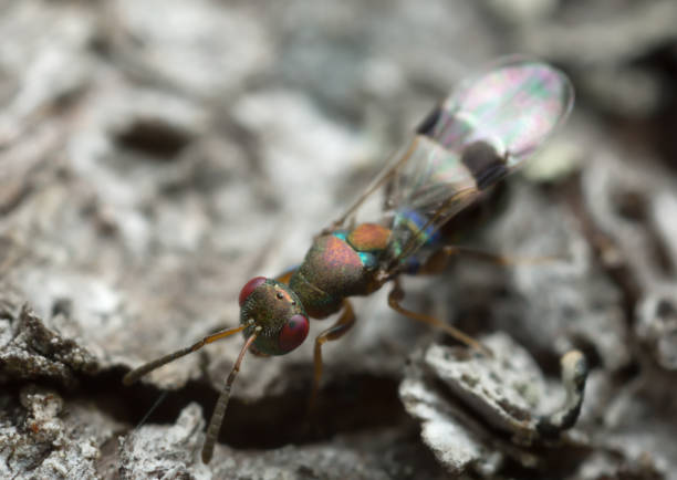 istock Chalcid wasp, Chalcidoidea on wood 938345704