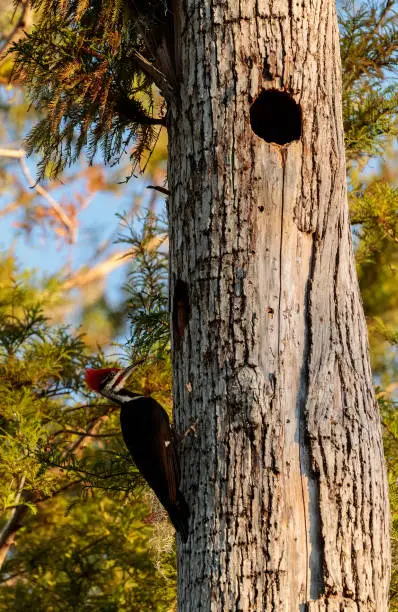 Photo of Male pileated woodpecker bird Dryocopus pileatus