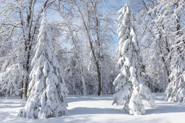 istock pure white snow covered spruce trees in the park 938346198