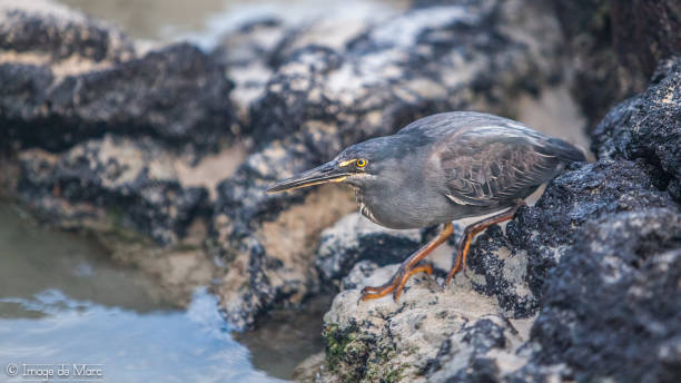 Striated Heron Striated Heron in the Galapagos Islands lava heron bird galapagos islands ecuador stock pictures, royalty-free photos & images