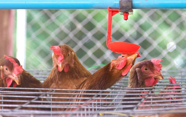 istock red chicken are drinking water, in a chicken farm. 938349750