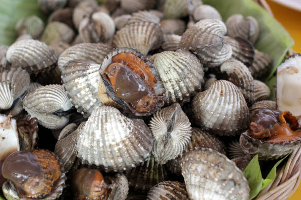 istock steamed blanched clams seafood 938350064