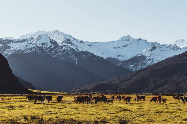 istock your staple New Zealand landscape 938352426