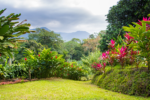 Beautiful garden in tropical rainforest