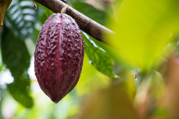 cacao pod on tree - pod imagens e fotografias de stock