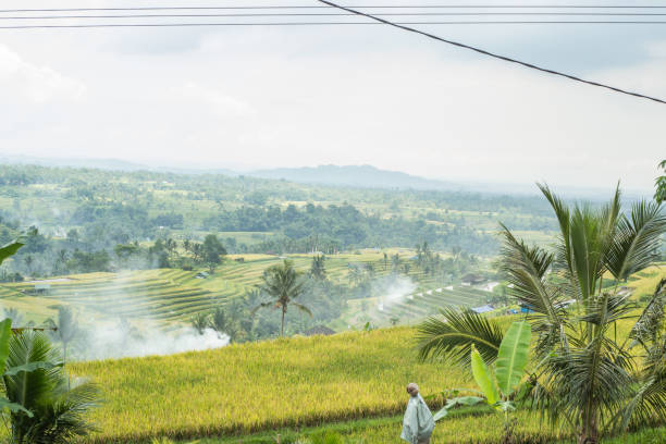 istock Rice terraces in Ubud, Bali, Indonesia 938356168