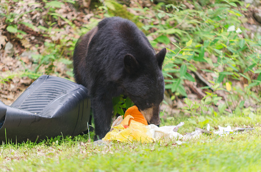Black Bear eating Trash from trash can at edge of road in Upstate New York.