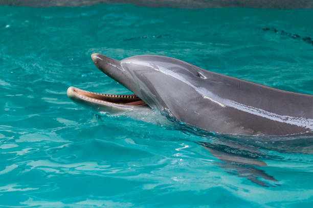 istock a dolphin swims in a large pool 938357688