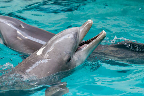 istock a dolphin swims in a large pool 938357690