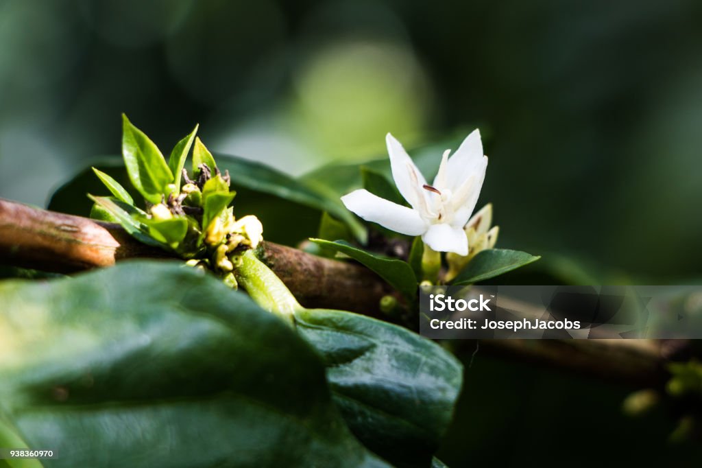 Flores De Café En La Planta Foto de stock y más banco de imágenes de Café - Bebida - Café - Bebida, Café - Cultivo, Costa Rica - iStock Flores De Café En La Planta Foto de stock y más banco de imágenes de Café - Bebida - Café - Bebida, Café - Cultivo, Costa Rica - iStock