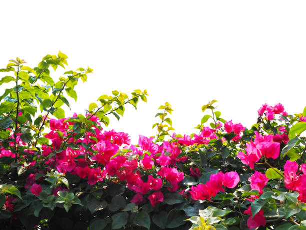 istock pink Bougainvillea flower 938361164