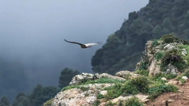 A Griffon Vulture flying away from camera on a damp and cloudy day in the Sierra Crestillina mountains near Casares in southern Spain.