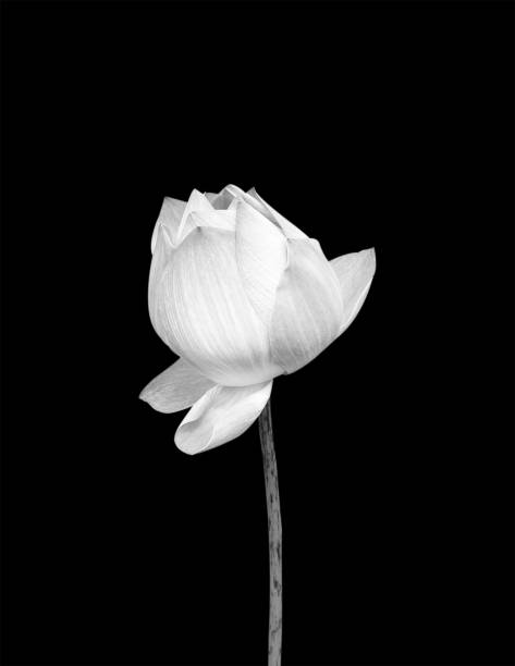 istock Lotus flower isolated on black background. 938364736
