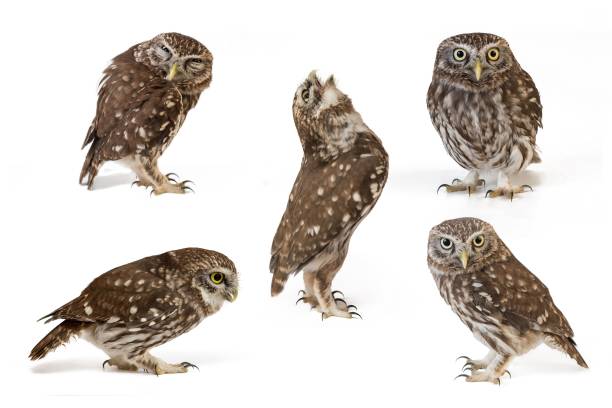 istock Collage of little owls on white background 938371516