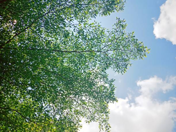 istock View from below the tree, see the branches and leaves, there is strong sunlight at noon. 938372748